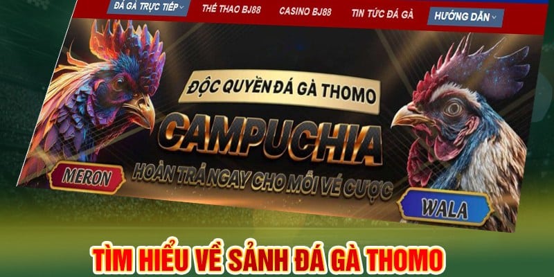 Đá gà Thomo trực tiếp đã quá nổi danh tại khu vực châu Á